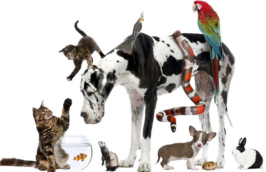 Avian and Exotic Animal Hospital Services in Norwalk, CT | United Veterinary  Center
